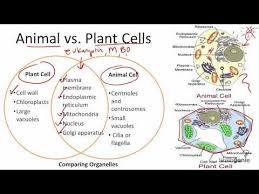 2 1 7 Animal Vs Plant Cells Youtube