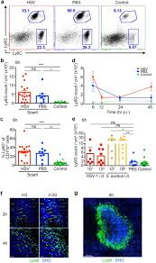 Hsl (hue, saturation, lightness) and hsv (hue, saturation, value, also known as hsb or hue, saturation, brightness) are alternative representations of the rgb color model. Neutrophils Are Dispensable In The Modulation Of T Cell Immunity Against Cutaneous Hsv 1 Infection Scientific Reports