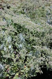 Image result for Eriosema montanum