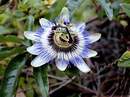 We did not find results for: Passion Flower Vines How To Grow And Care Types With Pictures Florgeous