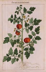 Fresh tomatoes straight from the vine!don't forget to eat your vegetables, kids.this pretty botanical litho illustration of four tomato varieties is from a cool volume of edible plants and herbs from the early seventies. 25 Tomato Tatttoo Ideas In 2021 Tomato Tomato Tattoo Botanical Drawings