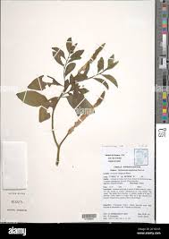 Image result for Sphenocleaceae