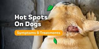Image result for hotspot dogs