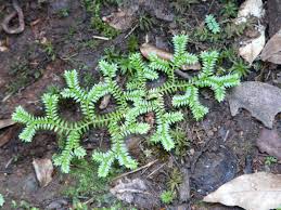 Image result for Selaginella kraussiana