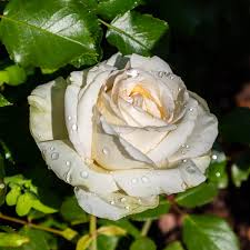 Image result for Rosa