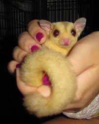 Image result for yellow squirrel vs sugar glider