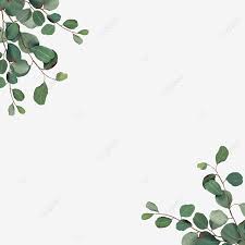Green little refreshing eucalyptus leaf circular border. Hand Drawn Clipart Of Frame With Green Eucalyptus Leaves Vintage Hand Drawn Drawing Png Transparent Clipart Image And Psd File For Free Download