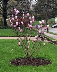There have been records of tulip poplar trees reaching heights of up to 190 feet. Jane Magnolia Trees For Sale Fastgrowingtrees Com