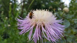 Image result for Centaurea praecox