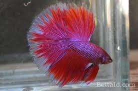 Ikan Cupang Halfmoon Lavender Hm30 Warna Dominan Merah Kondisi Ikan Sehat Sirip Ikan Balance Tubuh Proporsional Dan Bermental Bagus Ikan Cupang Betta Ikan