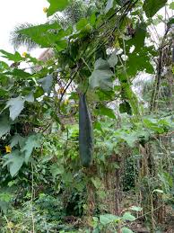 Image result for Luffa