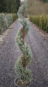 Image result for spiral cut juniper trees