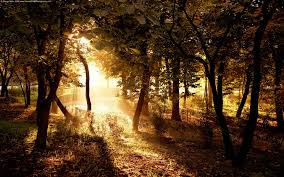 Hintergrundbild für Handys: Der Park, Park, Sonnenlicht, Laub, Wald,  Herbst, Natur, 64335 Bild kostenlos herunterladen