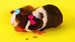 New ultimate cute mini pigs & micro pigs compilation 2018 _ try not to laugh funny pet videos fpv. Cavy Guinea Pigs Cute Animal Stock Footage Video 100 Royalty Free 1017980128 Shutterstock
