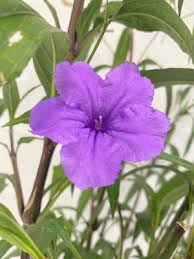 Image result for Ruellia