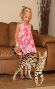 F1 Thru F5 Savannah Cat Size Guide African Cats Savannah