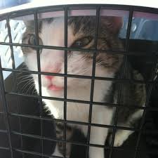 Dougherty is going back in the hospital. Chicago Pet Clinic Veterinario En Chicago