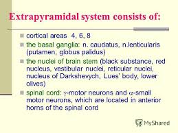 Prezentaciya Na Temu Extrapyramidal System And Cerebellum Extrapyramidal System Consists Of Cortical Areas 4 6 8 The Basal Ganglia N Caudatus N Lenticularis Putamen Skachat Besplatno I Bez Registracii