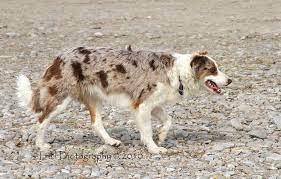 Border Collie Border Collie Collie Border Collie Dog