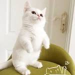 Dwarf Cats • Purrfect Cat Breeds