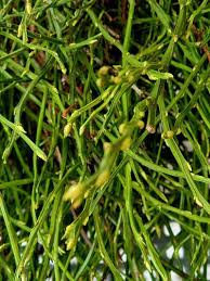 Image result for Psilotum nudum