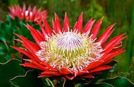 The Gaint Protea Or Mostly Known As King Protea Is The National Flower Of South Africa Protea Flower Protea Flora Flowers