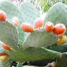 Buy aloe vera cactis&succulents and get the best deals at the lowest prices on ebay! Opuntia Ficus Indica Indian Fig Cactus Pear Dummer Garden Manage Gfinger Is The Best Garden Manage App