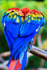 Pin By Muhammed Ali On Macaw Birds Beautiful Birds Colorful Birds