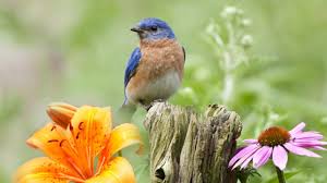 Peaceful Instrumental Music Relaxing Nature Music Song Birds In Spring By Tim Janis Youtube