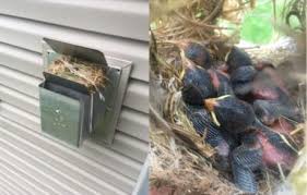 If birds are disturbing your garden, you can place strips of aluminum foil under the surface of the dirt or around any plants they are bothering. Stop Birds Nesting In A Direct Vent Fireplace Full Service Chimney