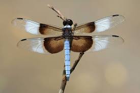 Black And Blue Widow Skimmer Dragonfly Widow Skimmer Male Libellula Luctuosa Libellen Tiere