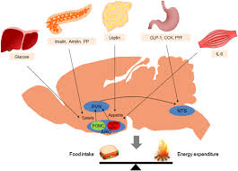 The cns takes signals from the peripheral. Integration Of Peripheral Metabolic Signals Andthe Central Nervous Download Scientific Diagram