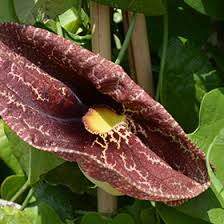 Image result for Aristolochia gigantea