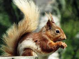 Many Of The Towns With Significant White Or Albino Squirrel Populations Trap And Remove Any Normal Colored Animals So This Animals Squirrel Melanistic Animals