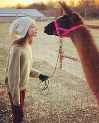 hala finley هالة s instagram profile post meet ladonna the newest and sweetest llama addition to the family llamak in 2021 finley instagram profile instagram
