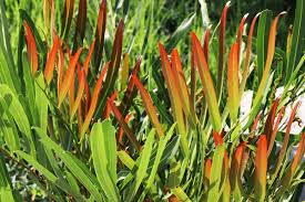 Image result for Acrostichum