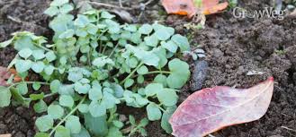 How to improve garden soil over the winter. 5 Ways To Build Soil In Winter