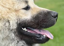 Black Spots On Dogs Tongue Ebknows