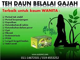 Kapsul daun belalai gajah 100% asli tanpa campuran. Facebook