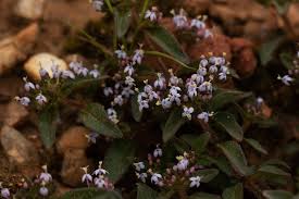 Image result for Otiophora