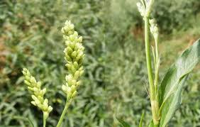 Image result for Persicaria barbata