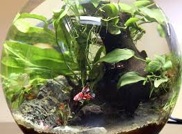 Here are our 7 easy diy betta fish tank dividers you can make at home. Betta Bowl Setup Step By Step With Live Plants Zenaquaria