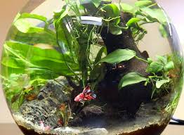 Betta Bowl Setup Step By Step With Live Plants Zenaquaria