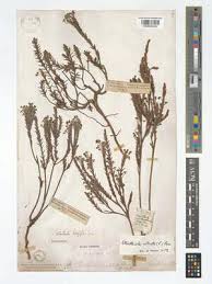 Image result for Struthiola montana