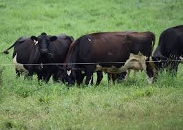 Your fort morgan real estate connection. Events Archive Dairy Team