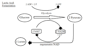 Fermentation pathway in a plant cell. Fermentation Mitochondria And Regulation Biological Principles