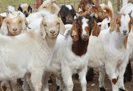 In order to make a goat farming business successful, you need good knowledge on how to raise the goats, how to manage them efficiently. Goat Business Plan Pdf