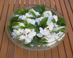 Check spelling or type a new query. Arti Dan Makna Bunga Kacapiring Gardenia Bibitbunga Com