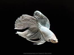Browse aquariums and fish bowls in different sizes and styles for your pet. Betta Splendens Siamese Fighting Fish Micracanthus Marchei Seriously Fish