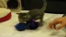 Mon chaton boite - Forum Soigner son chat - Europen - Wamiz